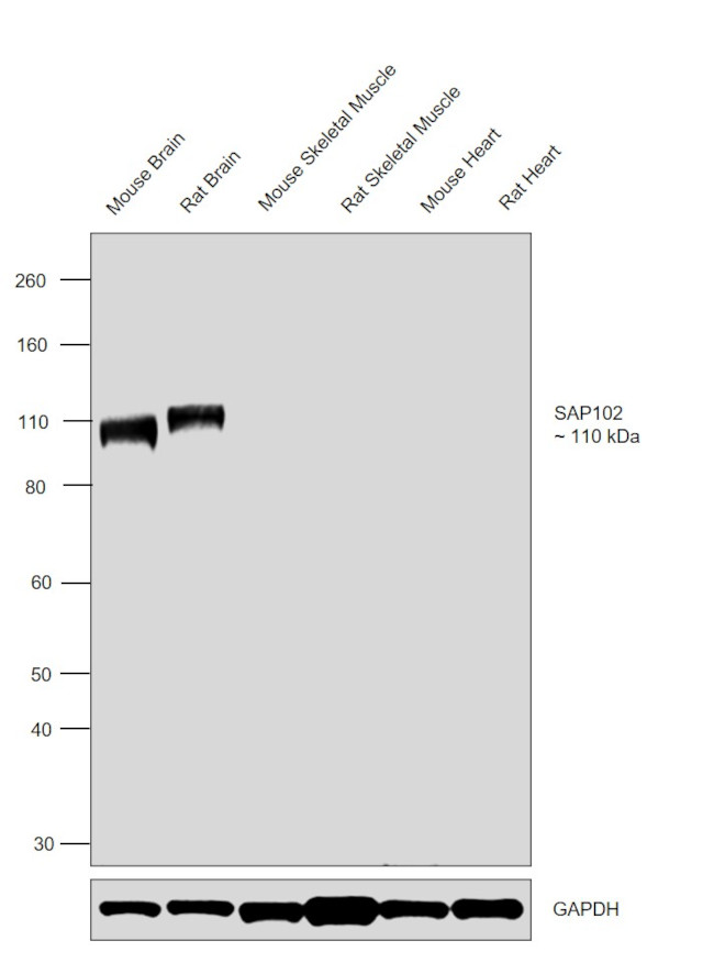 SAP102 Antibody