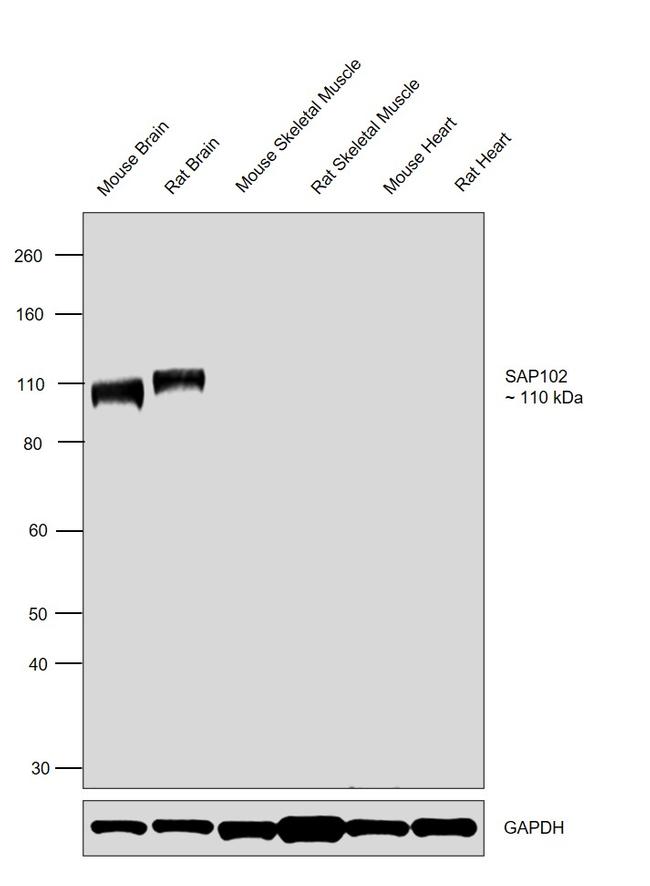 SAP102 Antibody in Western Blot (WB)