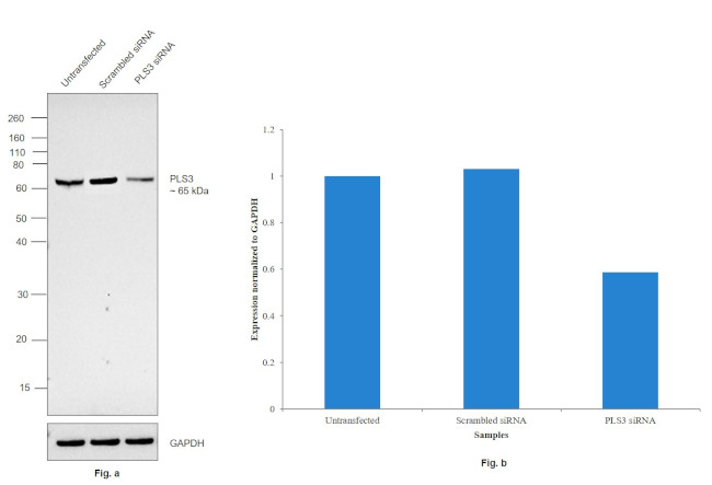 PLS3 Antibody