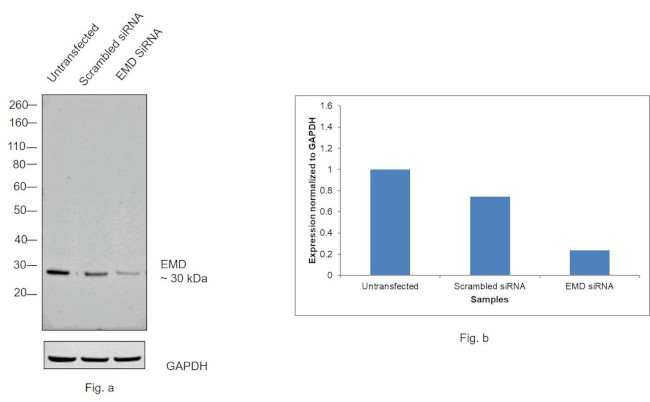 Emerin Antibody