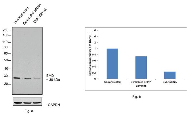 Emerin Antibody in Western Blot (WB)