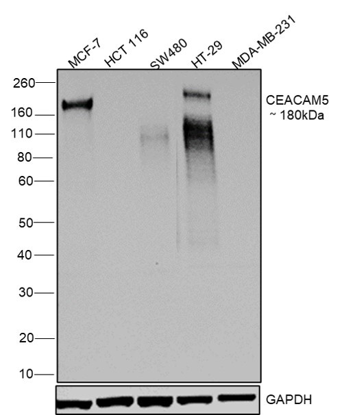 CD66e (CEA) Antibody