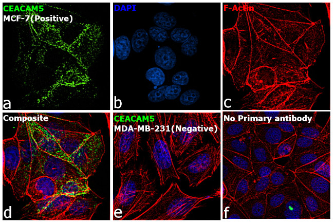 CD66e (CEA) Antibody in Immunocytochemistry (ICC/IF)