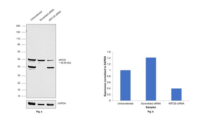 Cytokeratin 20 Antibody in Western Blot (WB)