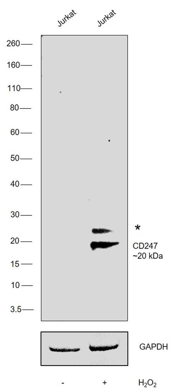 Phospho-CD247 (CD3 zeta) (Tyr142) Antibody in Western Blot (WB)