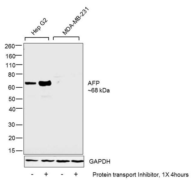 AFP Antibody in Western Blot (WB)