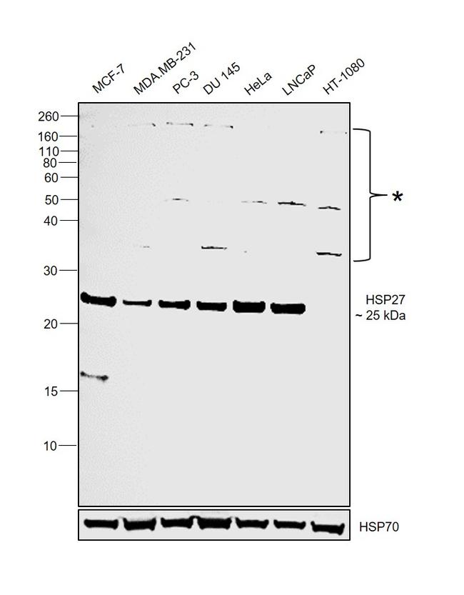 HSP27 Antibody in Western Blot (WB)