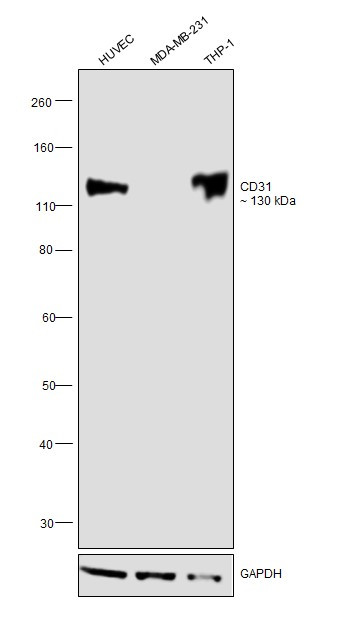 CD31 Antibody