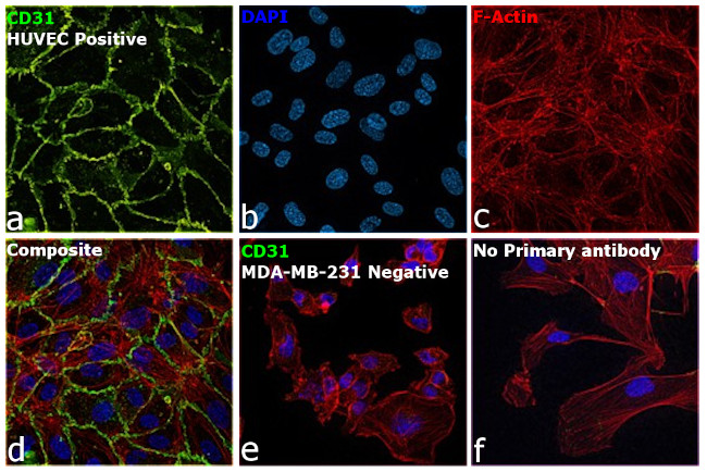 CD31 Antibody in Immunocytochemistry (ICC/IF)