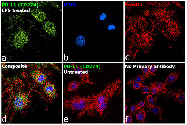 PD-L1 Antibody