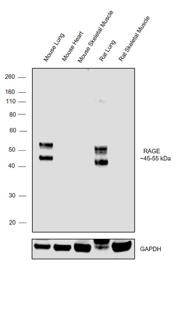 RAGE Antibody in Western Blot (WB)