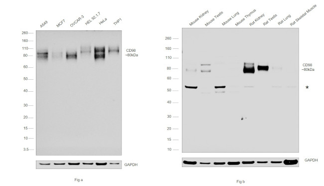 CD98 Antibody