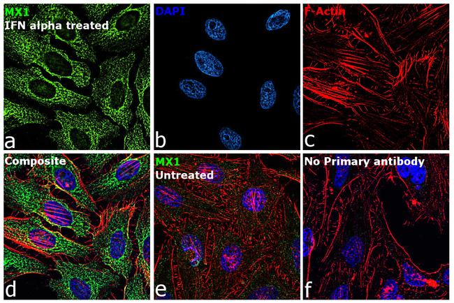 MX1 Antibody