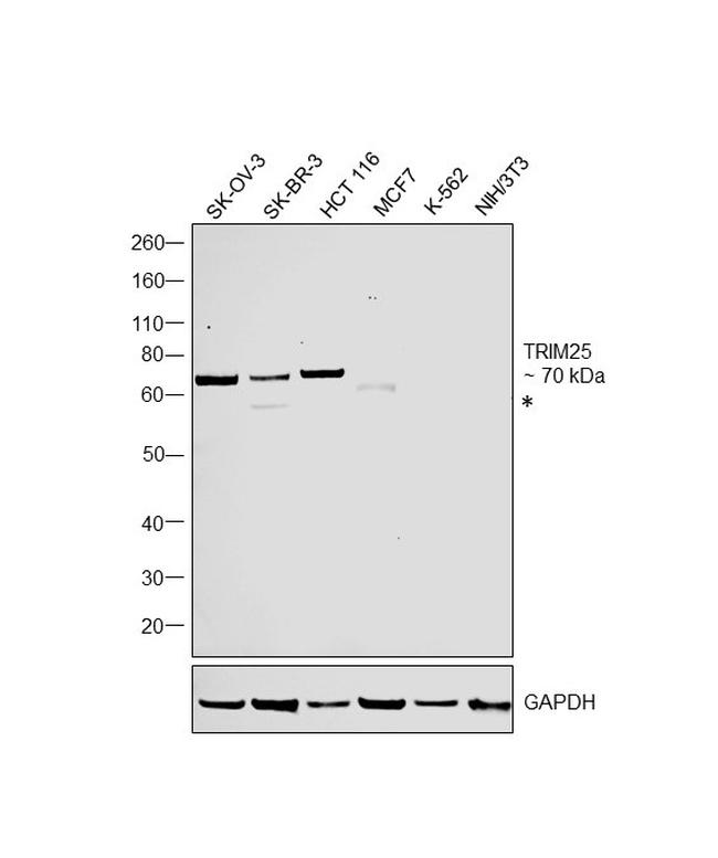 TRIM25 Antibody in Western Blot (WB)