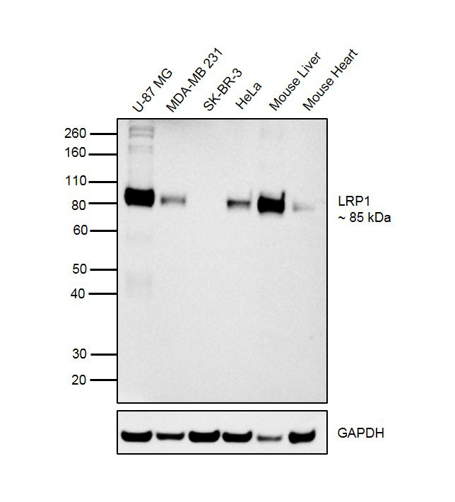 LRP1 Recombinant Monoclonal Antibody (SA0290) (MA5-31959)
