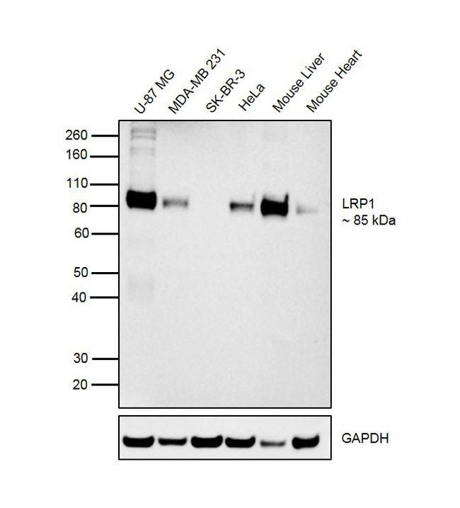 LRP1 Recombinant Rabbit Monoclonal Antibody (SA0290)