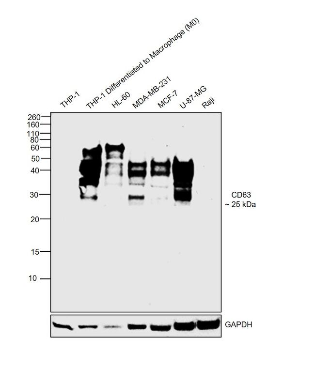 CD63 Antibody in Western Blot (WB)