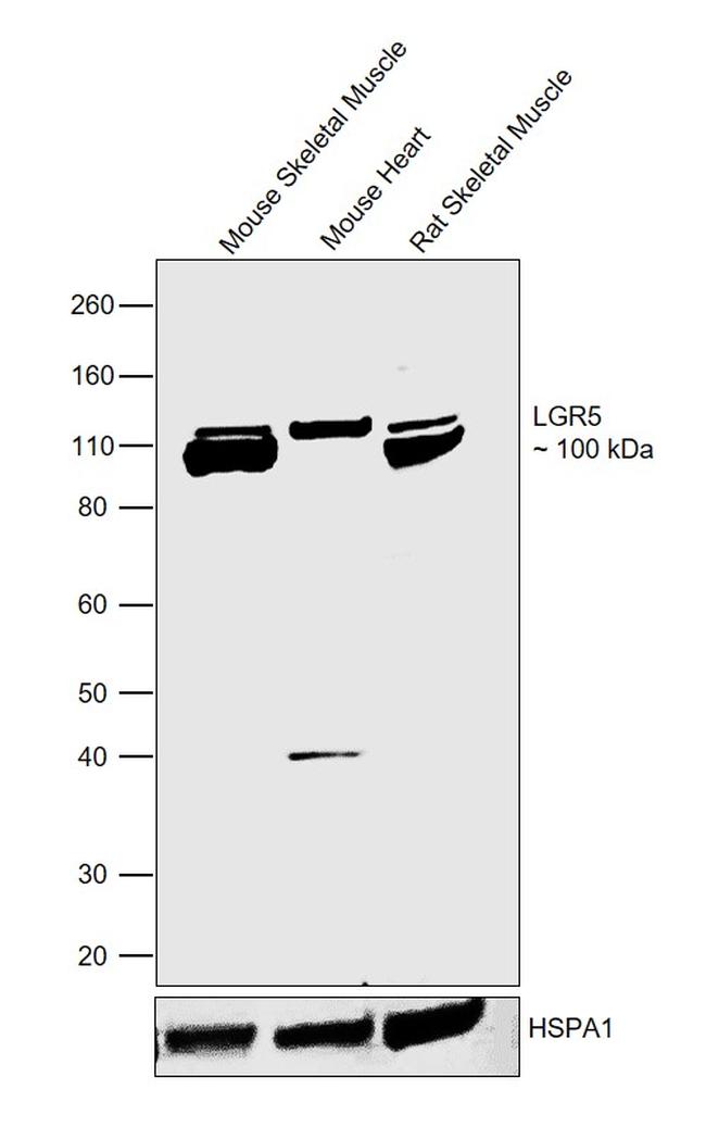 LGR5 Antibody in Western Blot (WB)