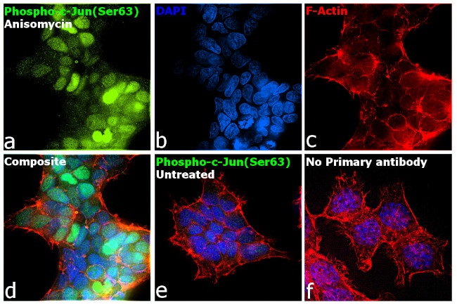 Phospho-c-Jun (Ser63) Antibody in Immunocytochemistry (ICC/IF)