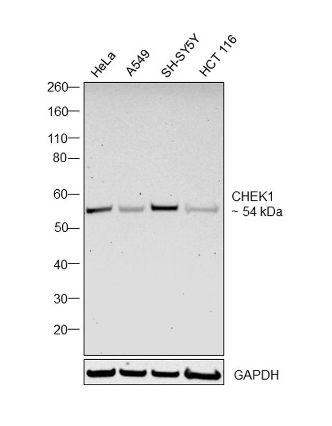 Chk1 Antibody in Western Blot (WB)