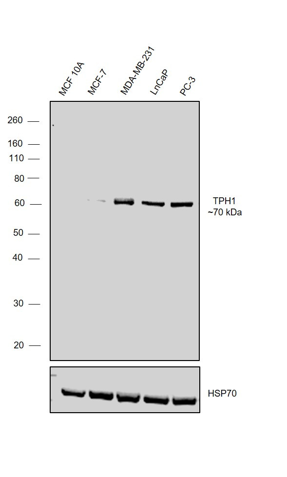 TPH1 Antibody