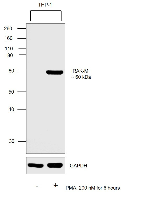 IRAK-M Antibody