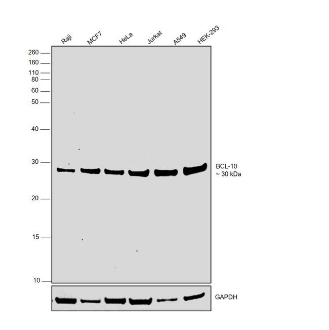 Bcl-10 Antibody in Western Blot (WB)