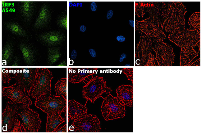 IRF3 Antibody in Immunocytochemistry (ICC/IF)