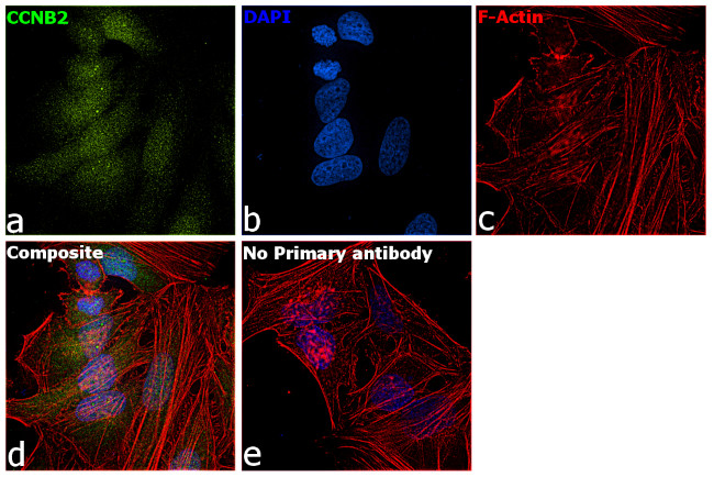 Cyclin B2 Antibody in Immunocytochemistry (ICC/IF)