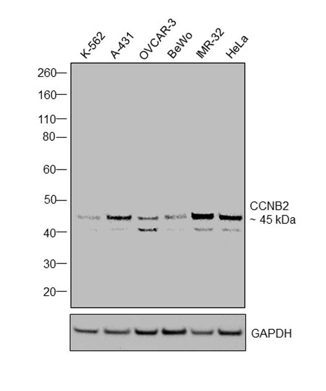 Cyclin B2 Antibody in Western Blot (WB)