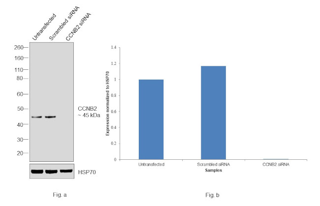 Cyclin B2 Antibody