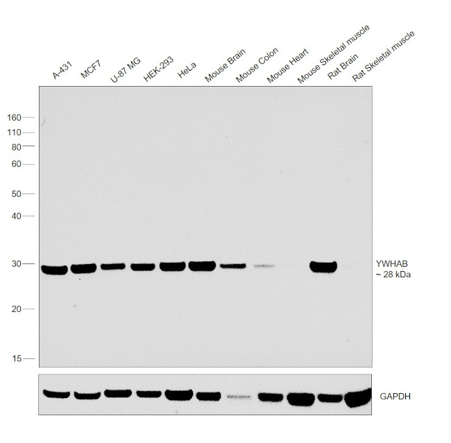 14-3-3 beta Antibody