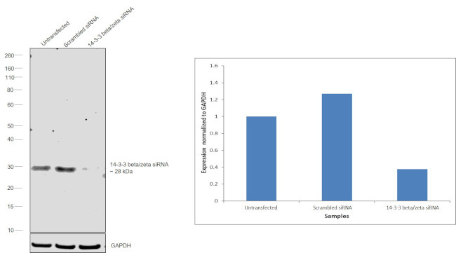 14-3-3 beta/zeta Antibody