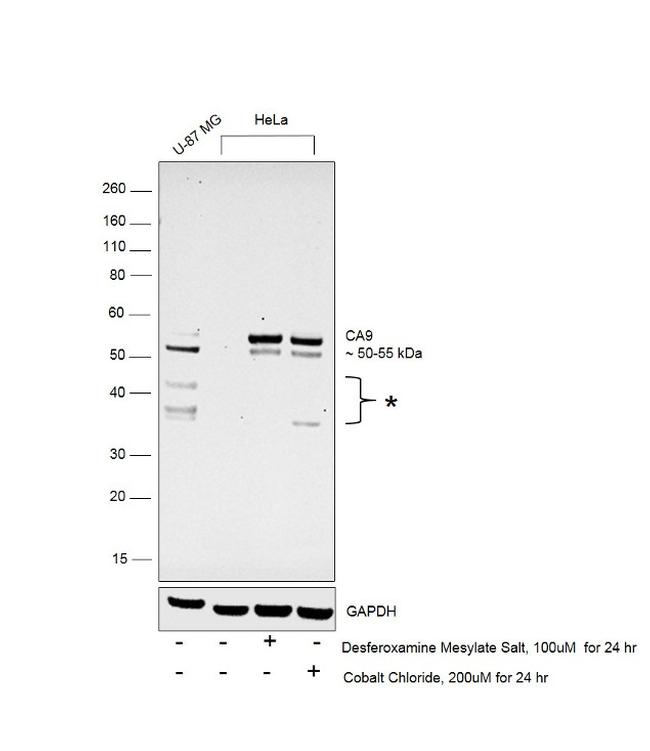 Carbonic Anhydrase IX Antibody