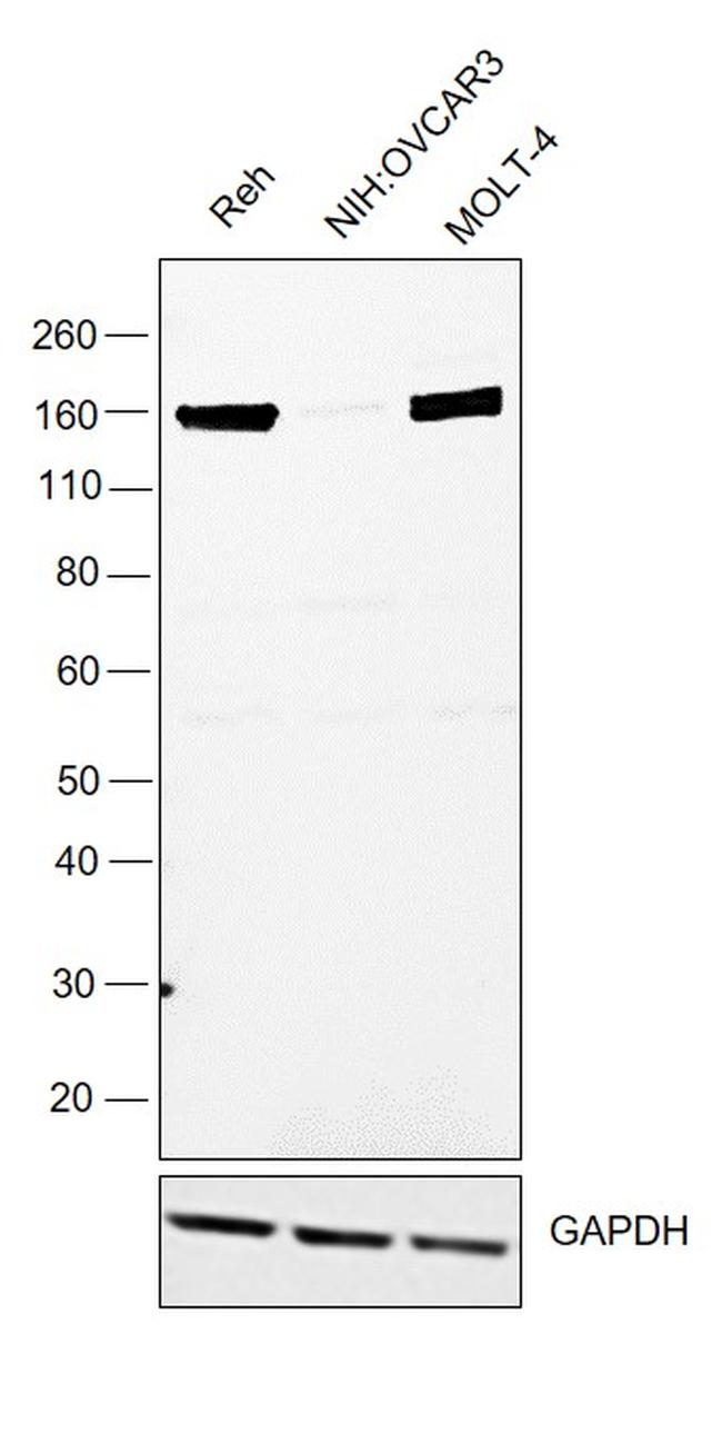 CD206 (MMR) Antibody in Western Blot (WB)
