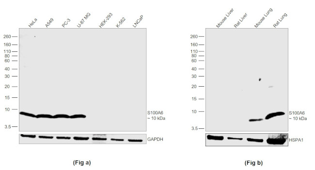 S100A6 Antibody