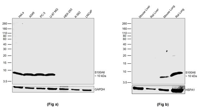 S100A6 Antibody in Western Blot (WB)