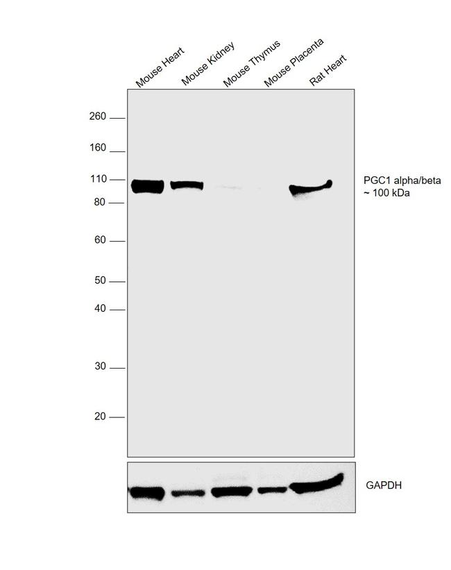 PGC1 alpha/beta Recombinant Monoclonal Antibody (JF09-71) (MA5-32563)