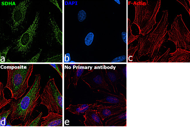 SDHA Antibody in Immunocytochemistry (ICC/IF)