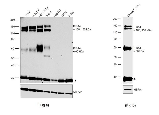 ITGA4 Antibody in Western Blot (WB)