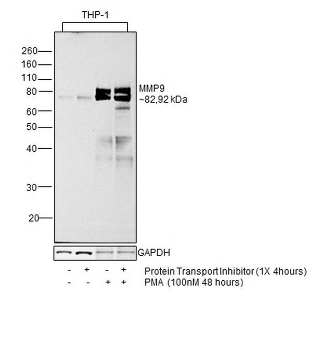 MMP9 Antibody in Western Blot (WB)