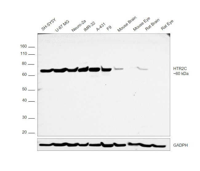 HTR2C Antibody