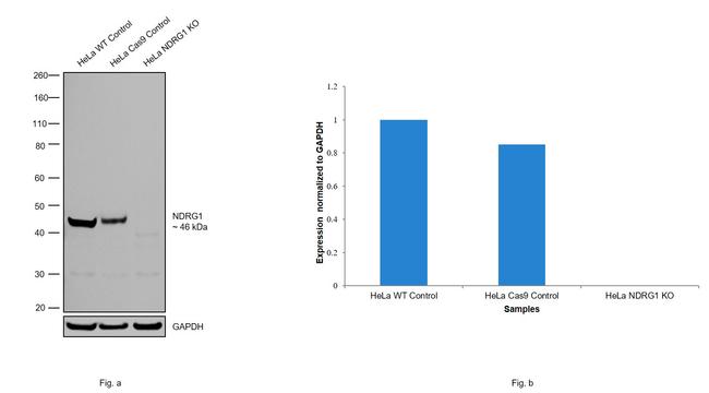 NDRG1 Antibody in Western Blot (WB)