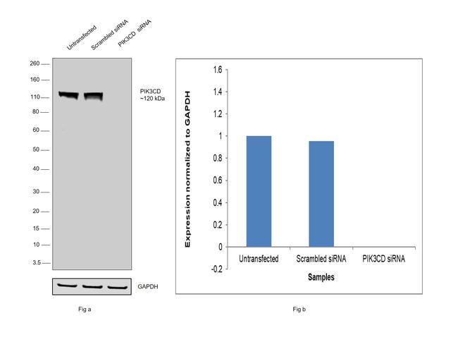 PIK3CD Antibody in Western Blot (WB)