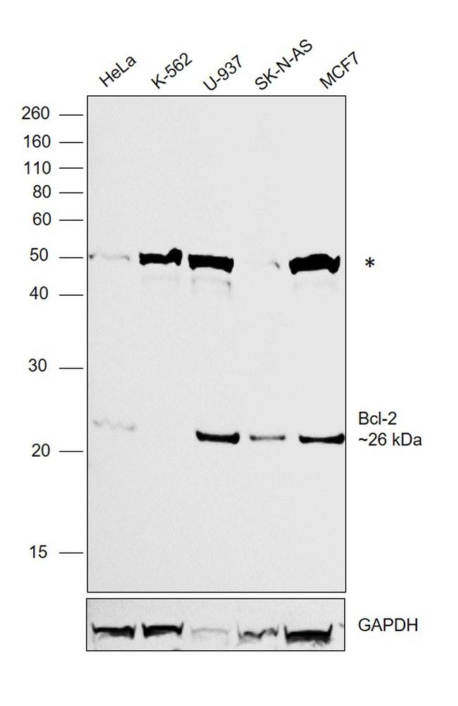 Bcl-2 Antibody in Western Blot (WB)