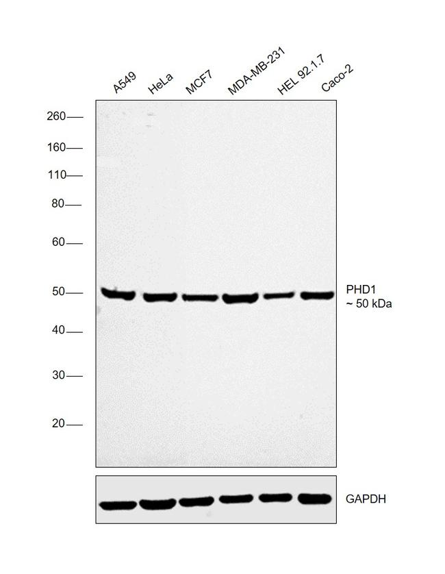 PHD1 Antibody in Western Blot (WB)