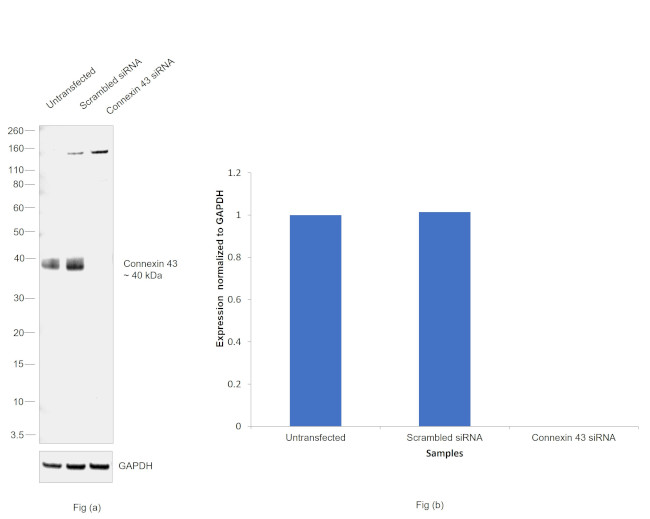 Connexin 43 Antibody in Western Blot (WB)