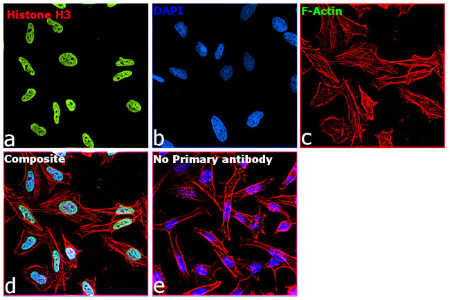 Histone H3 Antibody in Immunocytochemistry (ICC/IF)