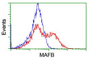 MAFB Antibody in Flow Cytometry (Flow)