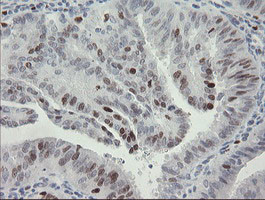 MAFB Antibody in Immunohistochemistry (Paraffin) (IHC (P))